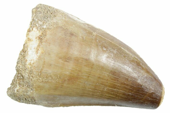 Fossil Mosasaur (Thalassotitan) Tooth - Feeding Worn Tip #353251